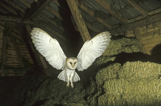 Barn Owl (Tyto alba) in flight in a barn