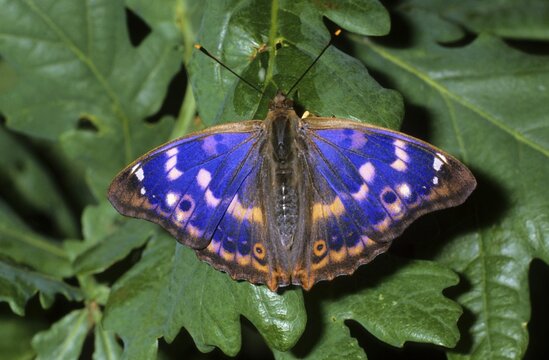 Lesser Purple Emperor (Apatura ilia f. Clytie) sunbathing