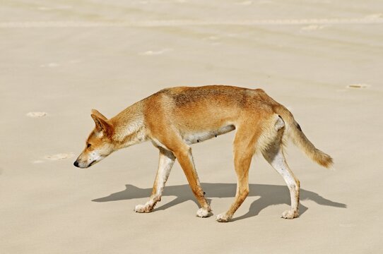 Dingo (Canis lupus dingo) on the beach of Fraser Island, Queensland, Australia
