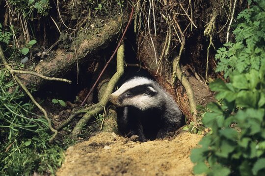 Young Badger (Meles meles) at its den, Germany, Europe