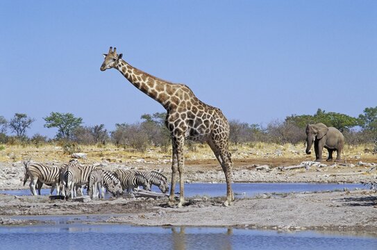 One Giraffe ( Giraffa camelopardalis ) - Zebras ( Equus quagga aniquorum ) and Elephant at Kalkheuwel waterhole - Etosha National Park - Namibia
