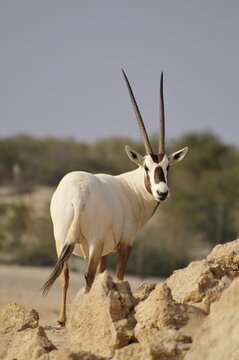 Arabian Oryx (Arabian Oryx), Sir Bani Yas Island, Abu Dhabi, United Arab Emirates, Arabia, Near East, Orient