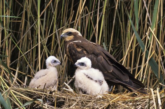 Marsh harrier (Circus aeruginosus) family (Accipitridae) female