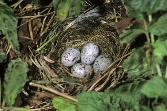 Clutch of the Yellowhammer (Emberiza citrinella)