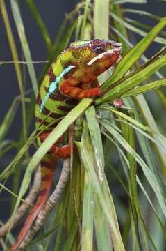 Panther Chameleon (Furcifer pardalis), butterfly house, Forgaria nel Friuli, Italy