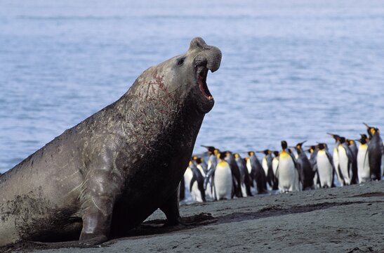 Southern Elephant Seal (Mirounga leonina), King Penguins (Aptenodytes patagonicus), South Georgia, South Atlantic, Antarctica