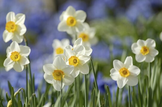 White daffodils Narcissus pseudonarcissus