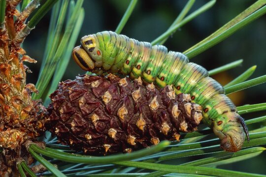 Pine Hawk-moth caterpillar (Hyloicus pinastri) on a pine cone, Schwaz, North Tirol, Austria