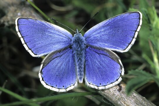 Adonis Blue (Lysandra bellargus)