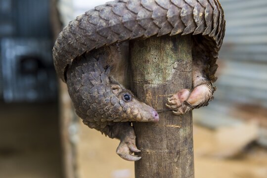 Pangolin (Pholidota) captured and for sale, Kwanza Norte, Angola
