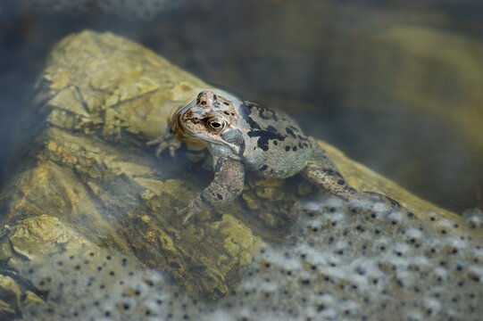 Water frog pool frog ( Rana esculenta) sitting near by frog spawn on stone in water