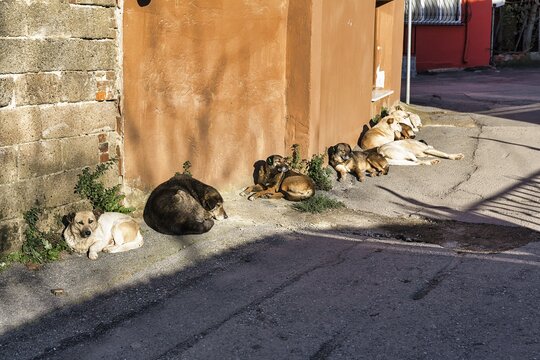 Pack of street dogs, stray dogs sleeping on the street, in front of house wall, Istanbul, Turkey