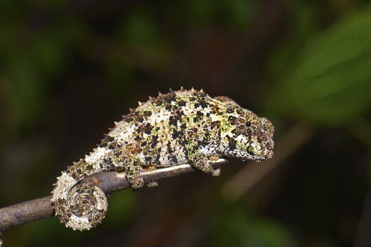Short-horned Chameleon (Calumma brevicorne), Andasibe National Park, Ost-Madagaskar, Madagascar