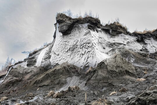 Ice wedge at Duwanni Jar, bank of the Kolyma, the bank breaks off due to thawing permafrost, trees sink, drunken trees, Yakutia, Russia
