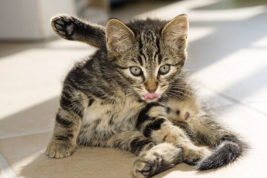 Domestic kitten cleaning itself, Germany