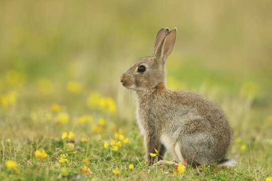 European Rabbit or Common Rabbit (Oryctolagus cunniculus), young animal with yellow flowers, Suffolk, United Kingdom