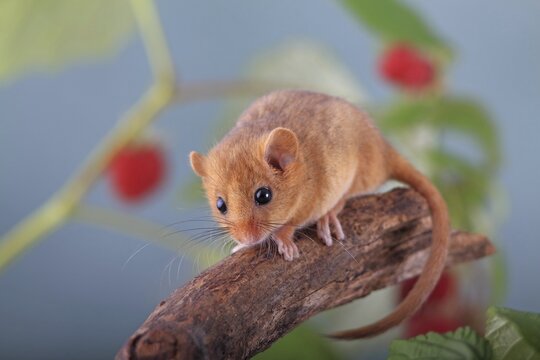 Hazel Dormouse, Common Dormouse (Muscardinus avellanarius) sitting in a raspberry bush, Oberbiel, Solms, Hesse, Germany