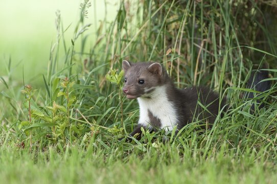 Beech marten hunting in a meadow (Martes foina), Vechta, Lower Saxony, Germany