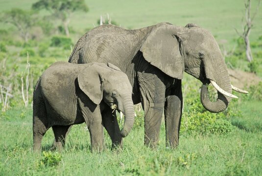 Elephant with calf ( Loxodonta africana ) - Masai Mara - Kenya