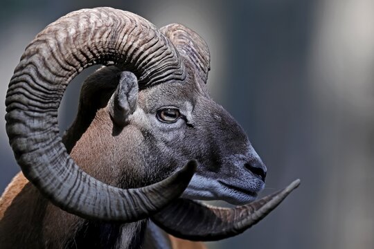 Mufflon (Ovis gmelini musimon), aries, animal portrait, Germany