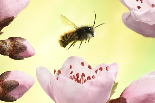 Hornfaced bee (Osmia cornuta), male, flying on a peach blossom, Germany
