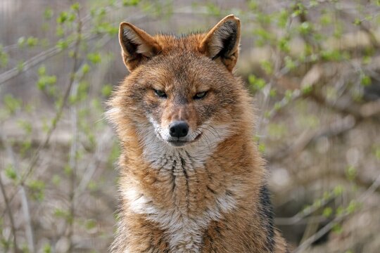 Golden jackal (Canis aureus), animal portrait, Austria