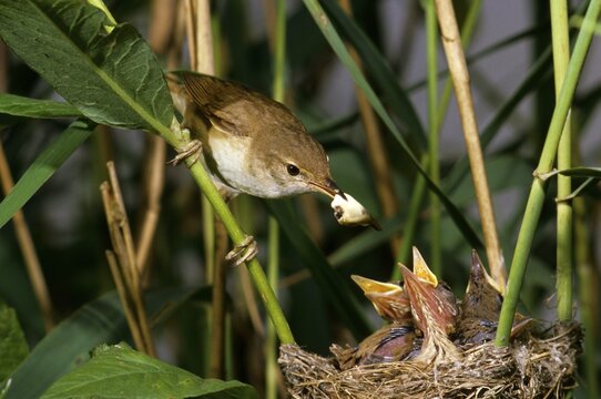 Reed Warbler (Acrocephalus scirpaceus), family Sylviidae, removing feces from nest