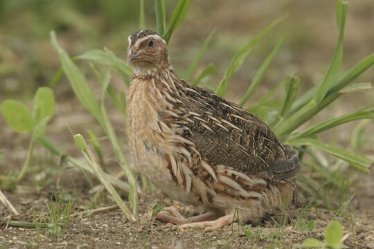 Common Quail (Coturnix coturnix) on a harvested field