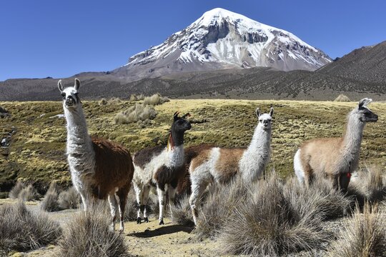 Llamas (lama glama) off Sajama Volcano, snow covered, Sajama National Park, Altiplano, Bolivia