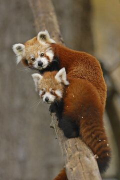 Red panda (Ailurus fulgens fulgens) Old animal with young on a tree trunk