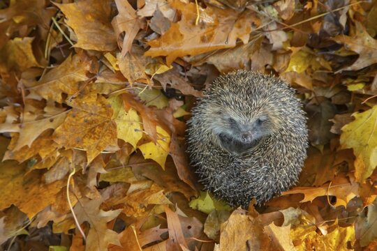 European hedgehog (Erinaceus europaeus) resting on fallen autumn leaves, Suffolk, England, United Kingdom