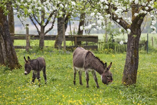 Donkey (Equus asinus) with foal in orchard, spring, Bavaria, Germany
