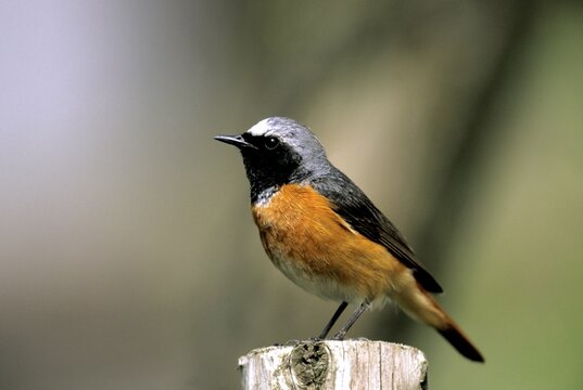 Common Redstart (Phoenicurus phoenicurus)