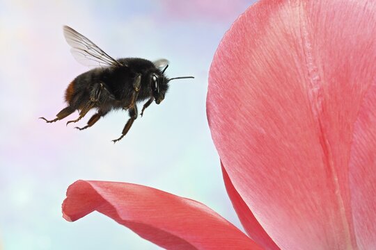 Red-tailed bumblebee (Bombus lapidarius) flies to a tulip flower