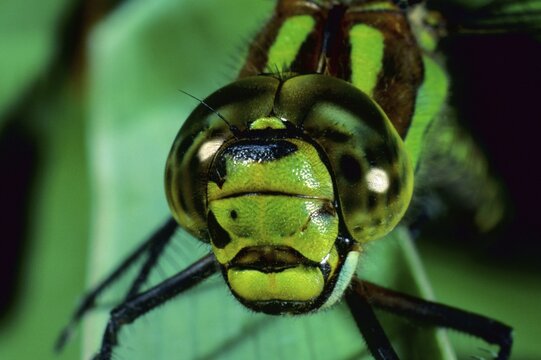 Southern Hawker (Aeshna cyanea)