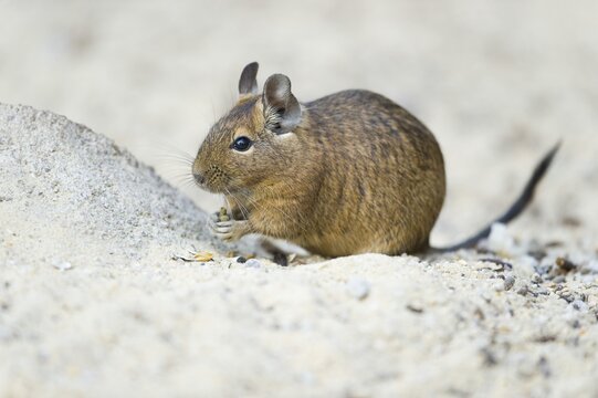 Degu (Octodon degus), native to central Chile, captive, Thuringia, Germany