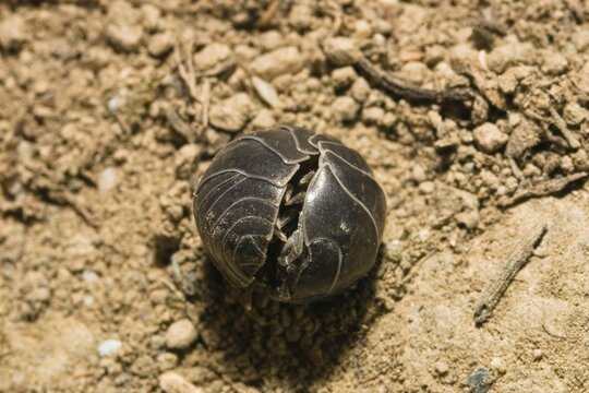 Pill Woodlouse (Armadillidium vulgare) curling up, Greece, Europe