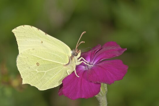 Brimstone (Gonepteryx rhamni), sucking nectar at Rse Campion (Silene coronaria), Baden-W&uuml;rttemberg, Germany