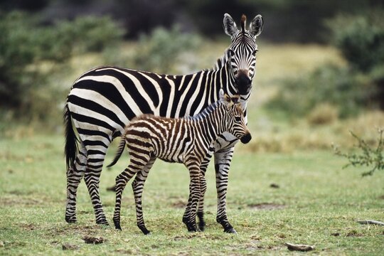Common Zebra (Equus burchelli) with foal, Serengeti, Tanzania, East Africa