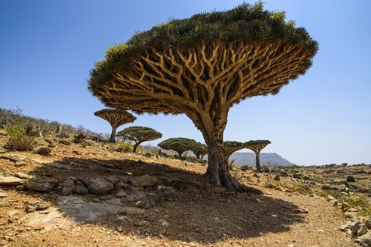 Socotra Dragon Trees or Dragon Blood Trees (Dracaena cinnabari), Homhil protected area, island of Socotra, Yemen