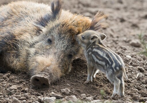 Wild boar (Sus scrofa), dormant sow and piglet, captive, Germany