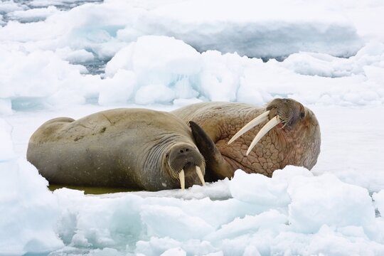 Walruses (Odobenus rosmarus), a male and female on an ice floe, Spitsbergen, Norway, Europe