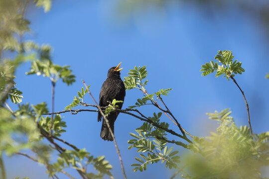 Blackbird (Turdus merula), male sings, spring, Bavaria, Germany