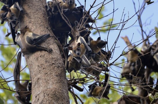 Straw-coloured Fruit Bats (Eidolon helvum) on a tree, Kasanka National Park, Zambia