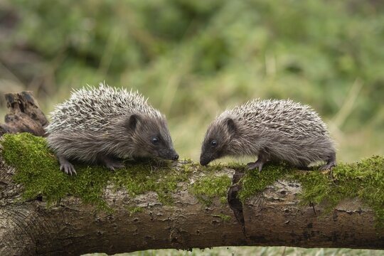 European hedgehog (Erinaceus europaeus) two adults on a fallen log Suffolk, England, United Kingdom