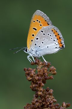 Large Copper (Lycaena dispar) on flower, Burgenland, Austria