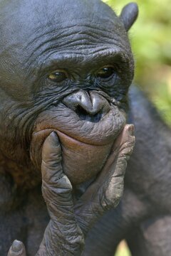 Bonobo (Pan paniscus), portrait, Lola ya Bonobo Sanctuary, Kimwenza, Mont Ngafula, Kinshasa, Democratic Republic of the Congo