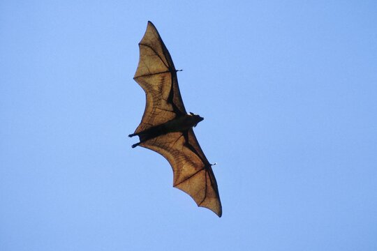 Flying Fox (Pteropus giganteus), Sri Lanka, Asien