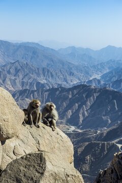 Baboons (Papio) on mountain cliff, Abha, Saudi Arabia