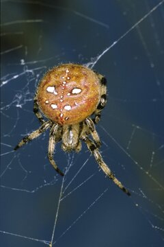 Four Spot Orb Weaver (Araneus quadratus)